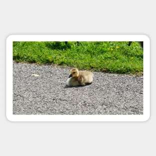 Young Gosling Sitting on The Pavement Sticker